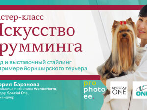 mc_online_mk_advertising_web_banner_1920x1080px_temp01.jpg